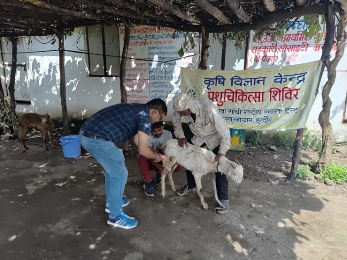 पशु चिकित्सा शिविर